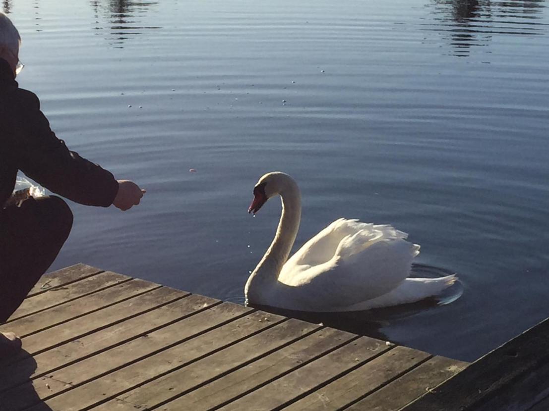 Korsor Vandrerhjem Svanegarden Esterno foto